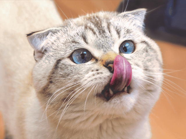 un chat qui tire la langue