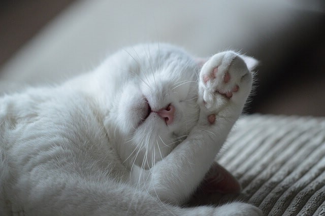 un chat blanc qui cache son visage avec sa patte