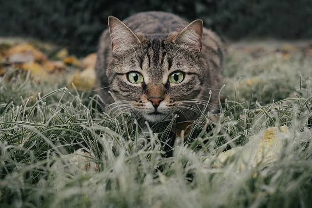 Chat jouant dehors dans un jardin