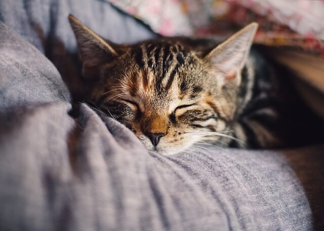 Chat dormant sur un canapé