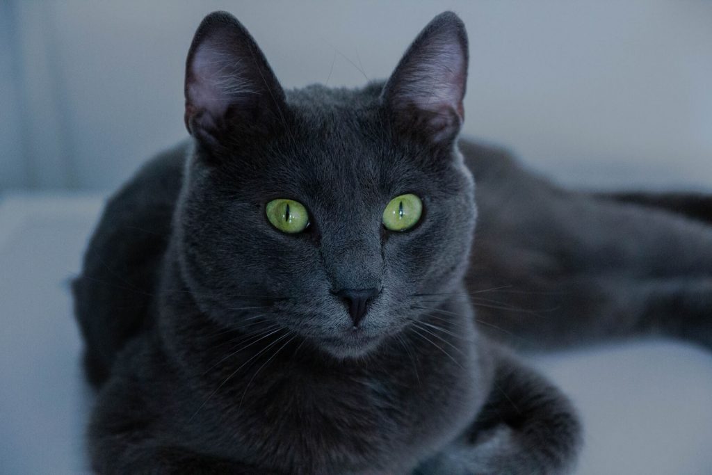 Photo d'un chat bleu russe, connu pour son pelage court bleu argenté et ses yeux verts