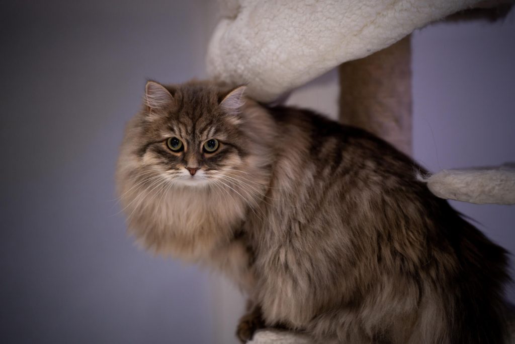 Image d'un chat sibérien au pelage épais et à la queue touffue